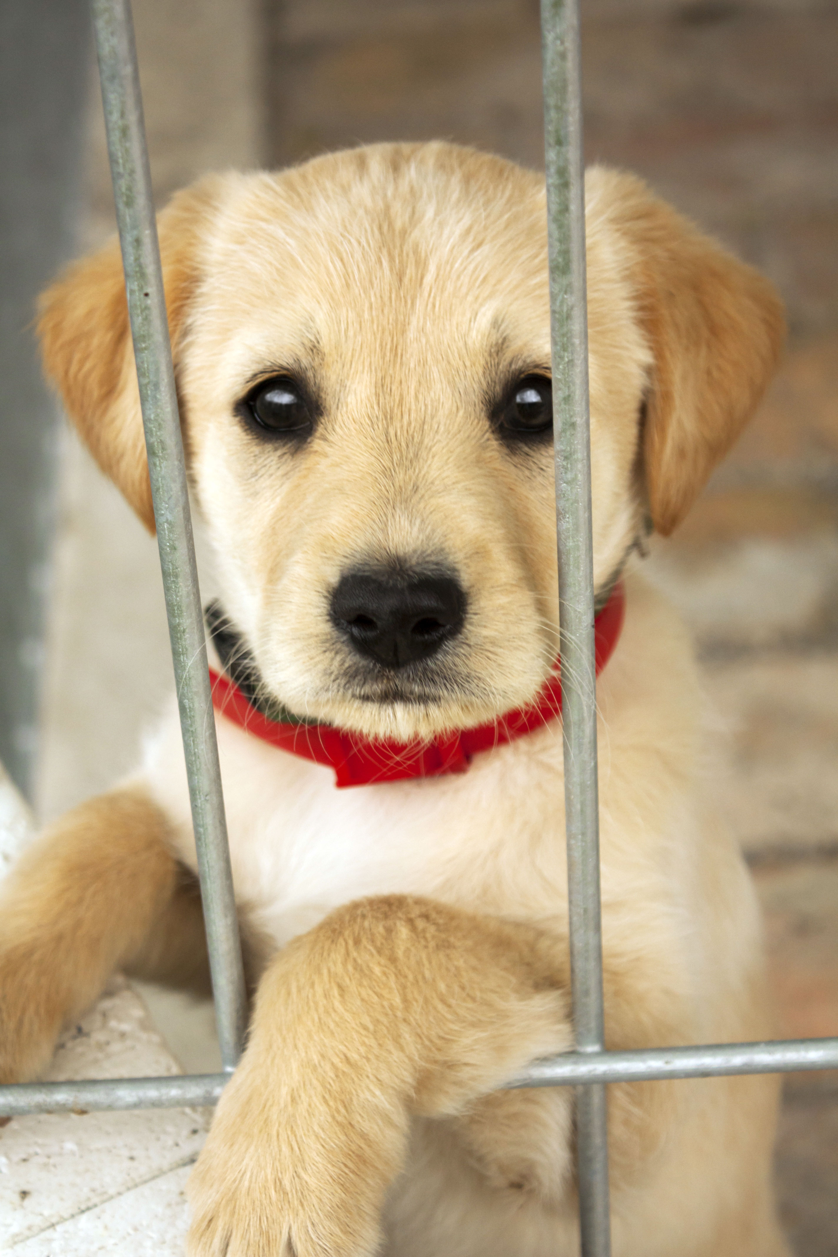 Photograph of a puppy in a shelter